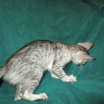 Savannah, F-3C, Female, Silver, dob 4-13-18