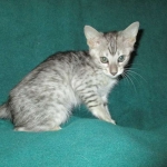 Savannah, F-3C, Female, Silver, dob 4-13-18