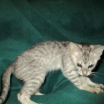 Savannah, F-3C, Female, Silver, dob 4-13-18