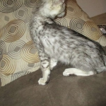 Savannah, F-3C, Female, Silver, dob 4-13-18