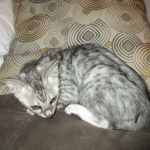 Savannah, F-3C, Female, Silver, dob 4-13-18