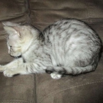Savannah, F-3C, Female, Silver, dob 4-13-18