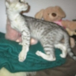 Savannah, F-3C, Female, Silver, dob 4-13-18