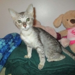 Savannah, F-3C, Female, Silver, dob 4-13-18