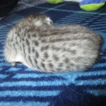 Savannah, F-3C, Female, Silver, dob 4-13-18