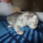 Savannah, F-3C, Female, Silver, dob 4-13-18