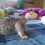 Savannah, F-3C, Female, Silver, dob 4-13-18