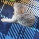 Savannah, F-3C, Female, Silver, dob 4-13-18