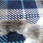 Savannah, F-3C, Female, Silver, dob 4-13-18