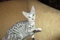 Savannah, F-3C Silver Spotted female DOB 5/2/17 Furreverspots