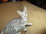 Savannah, F-3C Silver Spotted female DOB 5/2/17 Furreverspots