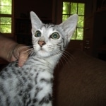 Savannah, F-3C, Silver, female, DOB 5/2/12