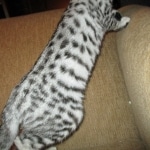 Savannah, F-3C, Silver, female, DOB 5/2/12