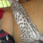 Savannah, F-3C, Silver, female, DOB 5/2/12