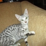 Savannah, F-3C, Silver, female, DOB 5/2/12