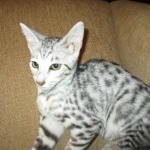 Savannah, F-3C, Silver, female, DOB 5/2/12