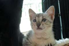 Nala Savannah, F-3C silver spotted female DOB 7-11-17