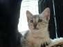 Nala Savannah, F-3C silver spotted female DOB 7-11-17