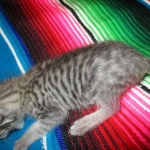 Savannah, F-3C, Silver Spotted, female DOB 7-11-17