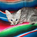Savannah, F-3C, Silver Spotted, female DOB 7-11-17