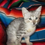 Savannah, F-3C, Silver Spotted, female DOB 7-11-17