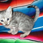 Savannah, F-3C, Silver Spotted, female DOB 7-11-17