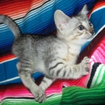 Savannah, F-3C, Silver Spotted, female DOB 7-11-17