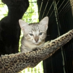 Savannah, F-3C, Silver Spotted, female DOB 7-11-17