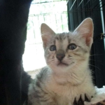 Savannah, F-3C, Silver Spotted, female DOB 7-11-17