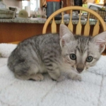 Savannah, F-3C, Silver Spotted, female DOB 7-11-17