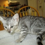 Savannah, F-3C, Silver Spotted, female DOB 7-11-17