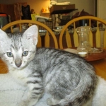 Savannah, F-3C, Silver Spotted, female DOB 7-11-17