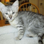 Savannah, F-3C, Silver Spotted, female DOB 7-11-17