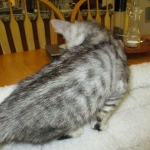 Savannah, F-3C, Silver Spotted, female DOB 7-11-17