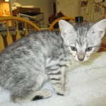 Savannah, F-3C, Silver Spotted, female DOB 7-11-17