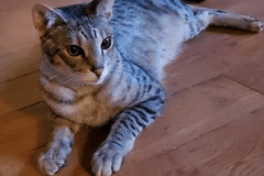 KIng Solomon Savannah F-3C Silver spotted male #1 DOB 4-13-18