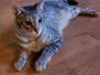 KIng Solomon Savannah F-3C Silver spotted male #1 DOB 4-13-18
