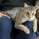 King Solomon, Savannah, F-3C Male Silver, dob 4-13-18