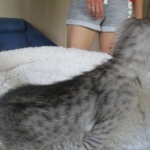 Savannah, F-3C Male Silver, dob 4-13-18