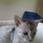 Savannah, F-3C Male Silver, dob 4-13-18