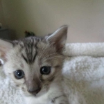 Savannah, F-3C Male Silver, dob 4-13-18