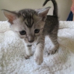 Savannah, F-3C Male Silver, dob 4-13-18