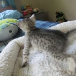 Savannah, F-3C Male Silver, dob 4-13-18