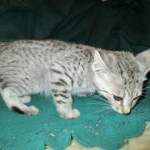 Savannah, F-3C Male Silver, dob 4-13-18