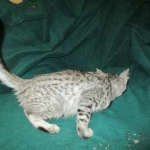 Savannah, F-3C Male Silver, dob 4-13-18