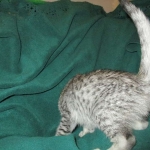 Savannah, F-3C Male Silver, dob 4-13-18