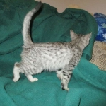 Savannah, F-3C Male Silver, dob 4-13-18