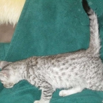 Savannah, F-3C Male Silver, dob 4-13-18