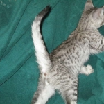 Savannah, F-3C Male Silver, dob 4-13-18