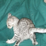 Savannah, F-3C Male Silver, dob 4-13-18